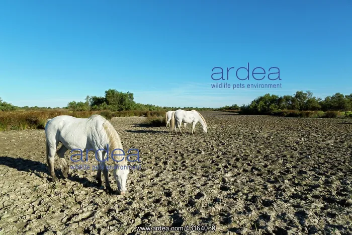: White Camargue Horse - France : White Camargue Horse - France