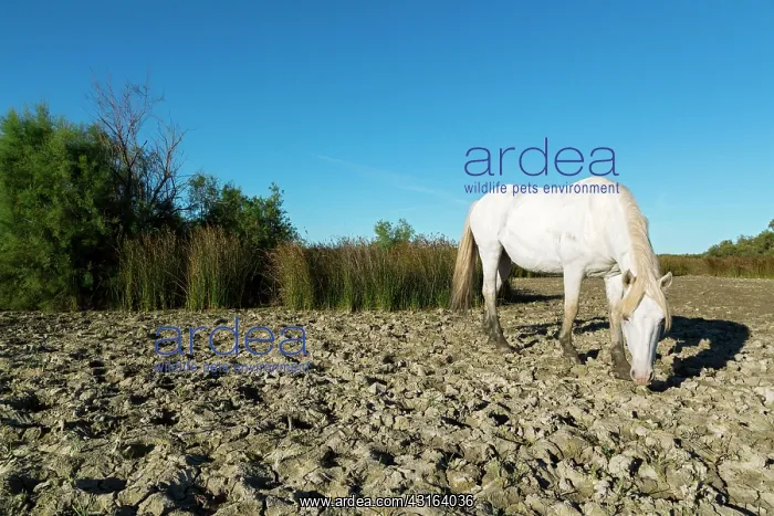 : White Camargue Horse - France : White Camargue Horse - France