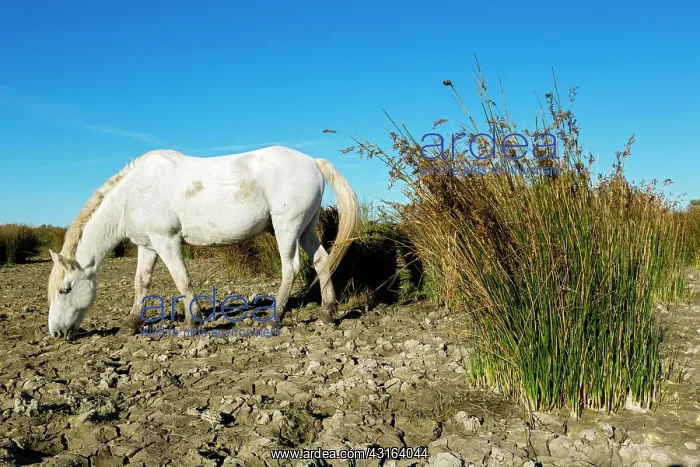 : White Camargue Horse - France : White Camargue Horse - France