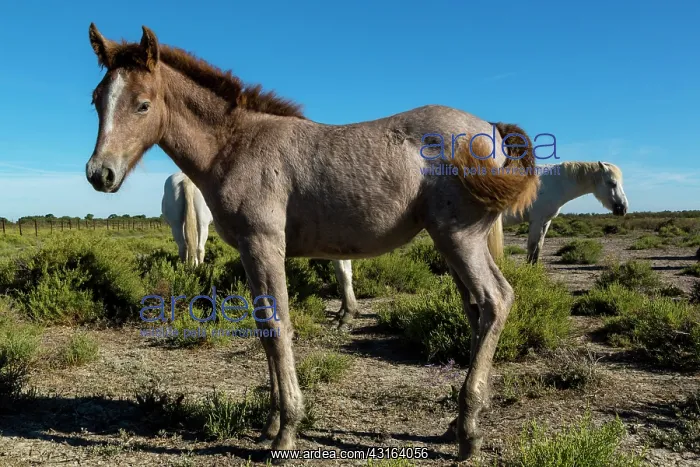 : White Camargue Horse - France : White Camargue Horse - France
