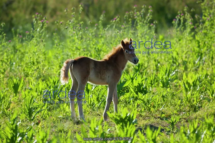  : White Camargue Horse - France