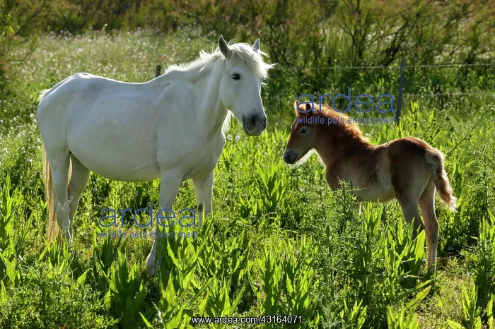 : White Camargue Horse - France : White Camargue Horse - France