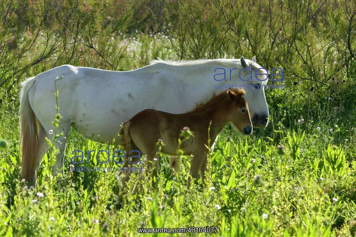 : White Camargue Horse - France : White Camargue Horse - France