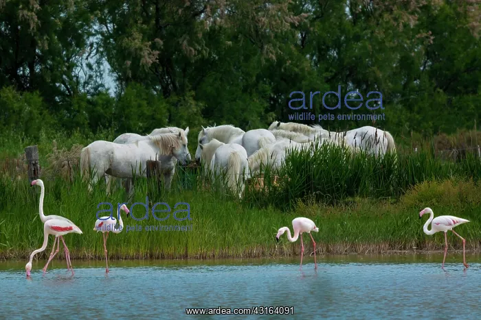 : White Camargue Horse - France : White Camargue Horse - France