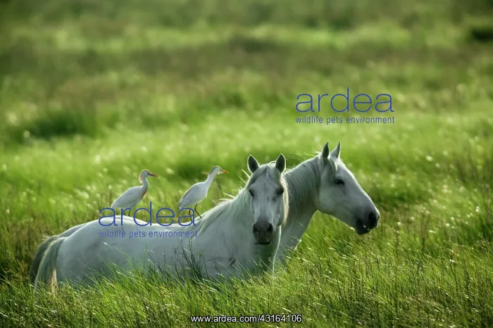 : White Camargue Horse - France : White Camargue Horse - France
