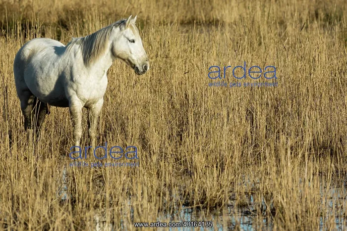: White Camargue Horse - France : White Camargue Horse - France