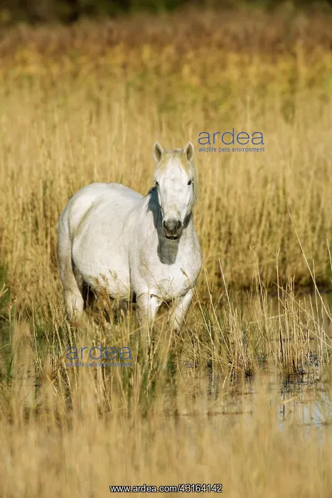 : White Camargue Horse - France : White Camargue Horse - France