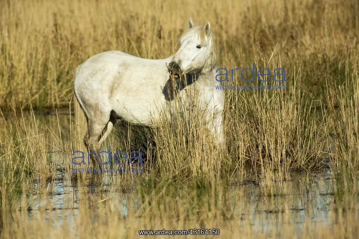 : White Camargue Horse - France : White Camargue Horse - France