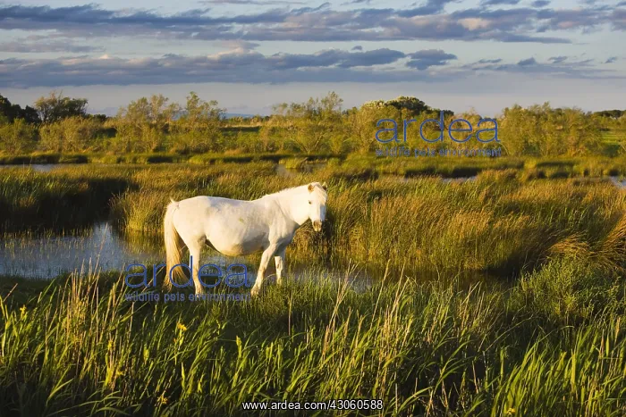 : White Camargue horse in marsh at sunset Camargue : White Camargue horse in marsh at sunset Camargue