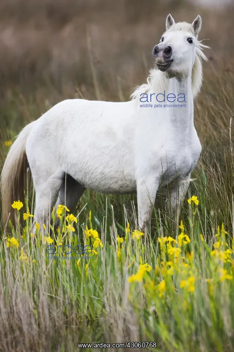 : White Camargue horse in meadow with yellow iris Camargue : White Camargue horse in meadow with yellow iris Camargue