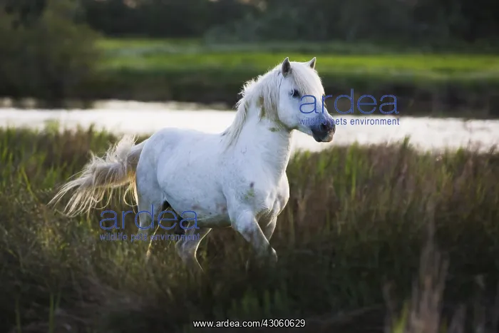  : White Camargue horse stallion running Camargue France