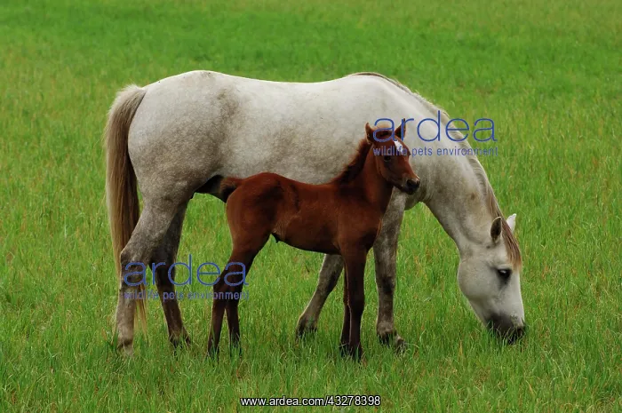  : White Camargue horses and brown foal, La Camargue