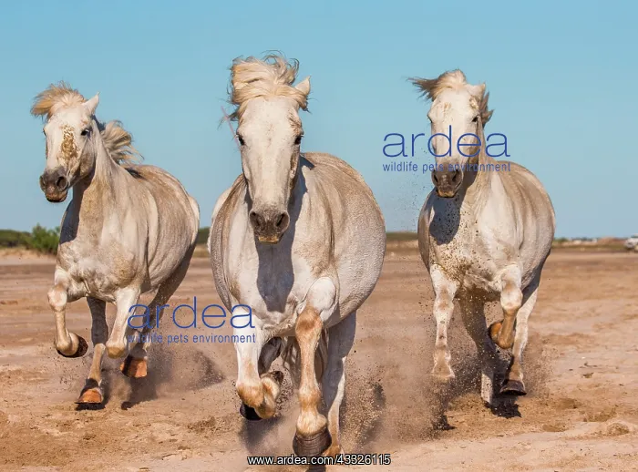 : White Camargue Horses are galloping on the sand : White Camargue Horses are galloping on the sand
