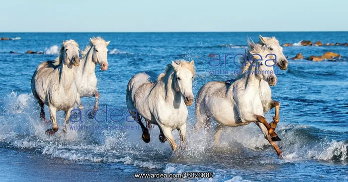 : White Camargue Horses galloping along the sea be : White Camargue Horses galloping along the sea be