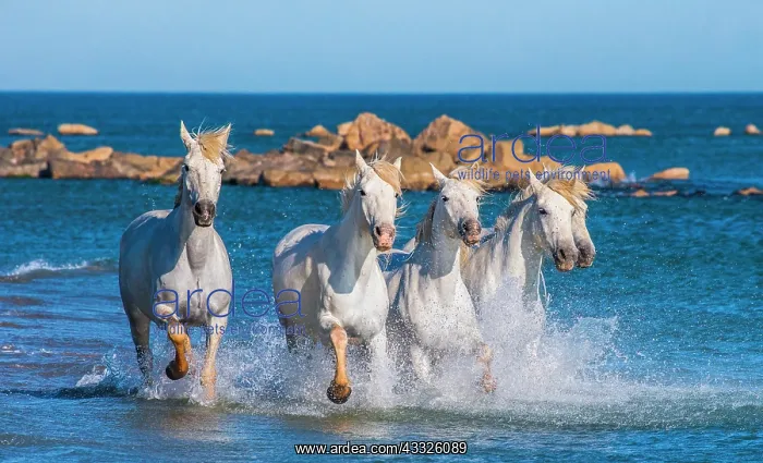 : White Camargue Horses galloping along the sea be : White Camargue Horses galloping along the sea be