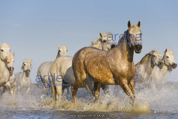: White Camargue horses running in swamp Camargue France : White Camargue horses running in swamp Camargue France