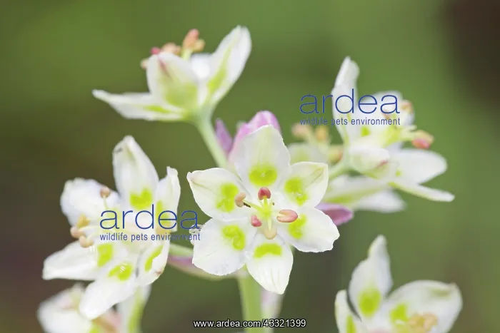 : White Camas : White Camas