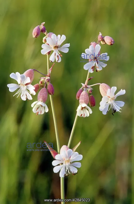: White Campion : White Campion