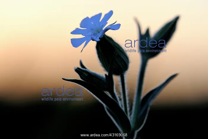 : White Campion : White Campion