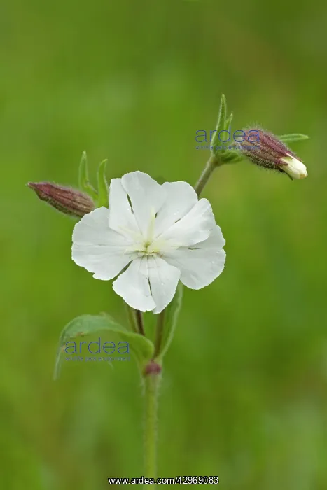 : White Campion - close up of flower head and buds : White Campion - close up of flower head and buds