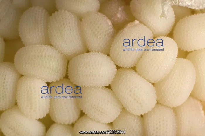 : White Campion - close-up of immatures seeds : White Campion - close-up of immatures seeds