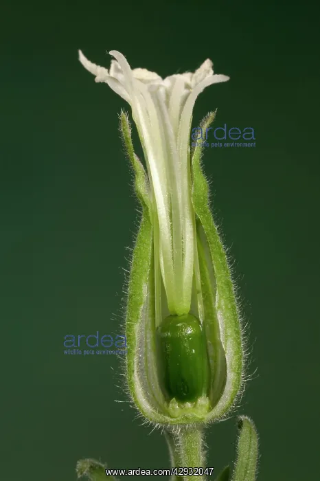 : White Campion - cross-section of a female flower : White Campion - cross-section of a female flower