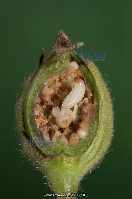 : White Campion - cross-section of a fruit with its : White Campion - cross-section of a fruit with its