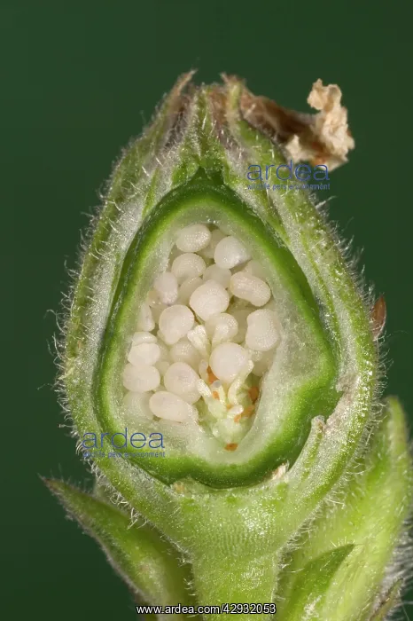 : White Campion - cross-section of a fruit with its seeds : White Campion - cross-section of a fruit with its seeds