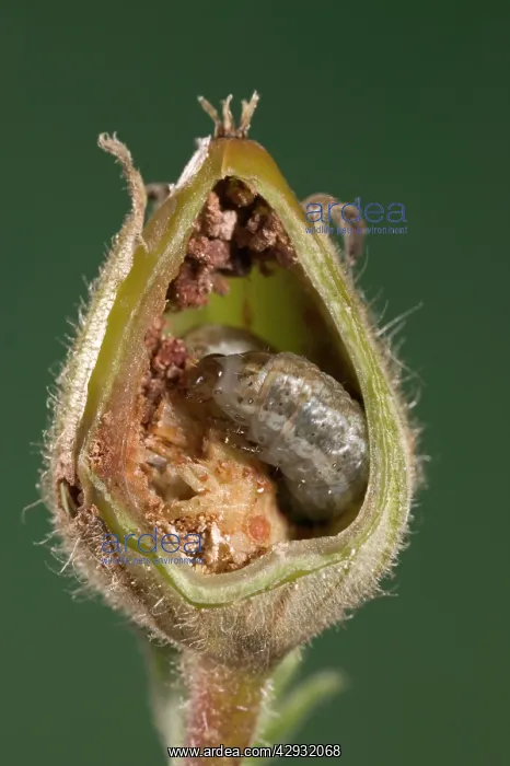 : White Campion - Cut of a fruit parasitized by a : White Campion - Cut of a fruit parasitized by a