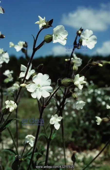  : White Campion Flower