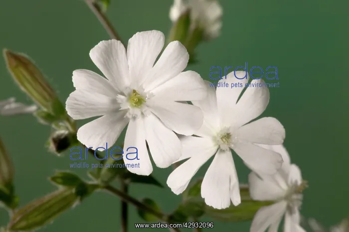 : White Campion - Male flowers : White Campion - Male flowers