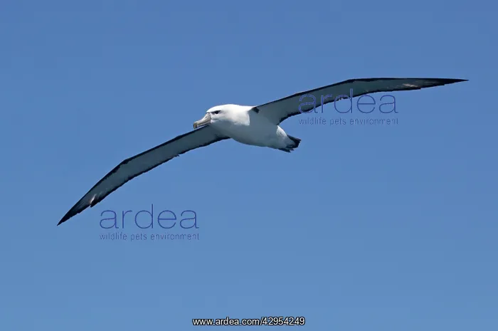 : White-capped Albatross - in flight : White-capped Albatross - in flight