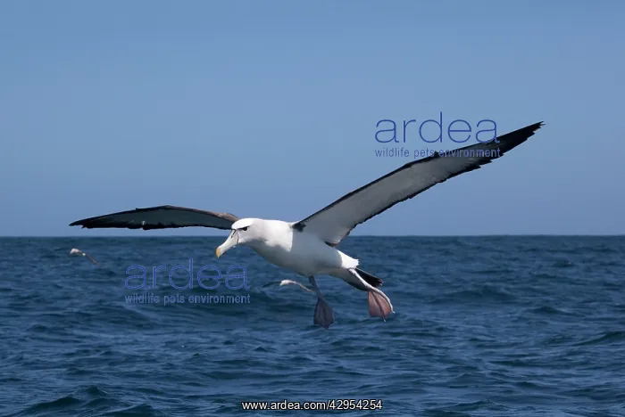 : White-capped Albatross - in flight above sea : White-capped Albatross - in flight above sea
