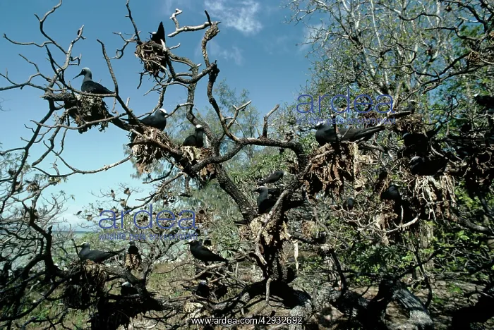 : White-capped Noddy / Black Noddy - flock nesting in tree : White-capped Noddy / Black Noddy - flock nesting in tree