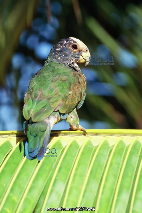: White-capped Parrot : White-capped Parrot