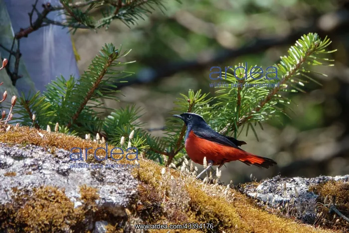 : White capped Redstart : White capped Redstart