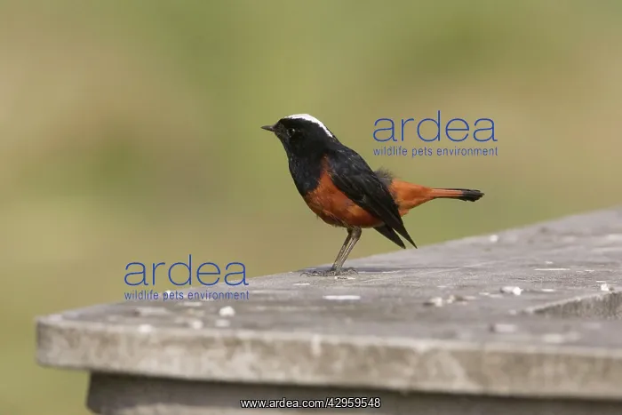 : White-capped Redstart - on a wall near the Kosi River : White-capped Redstart - on a wall near the Kosi River