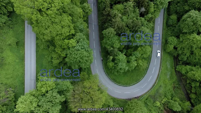 : White car driving on serpentine road through green : White car driving on serpentine road through green