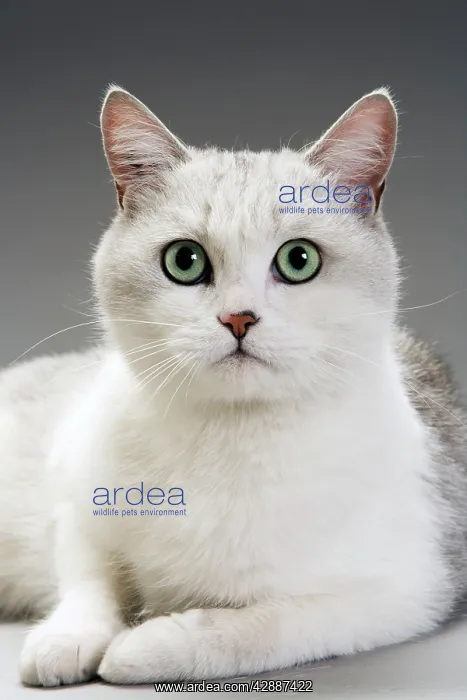  : White Cat