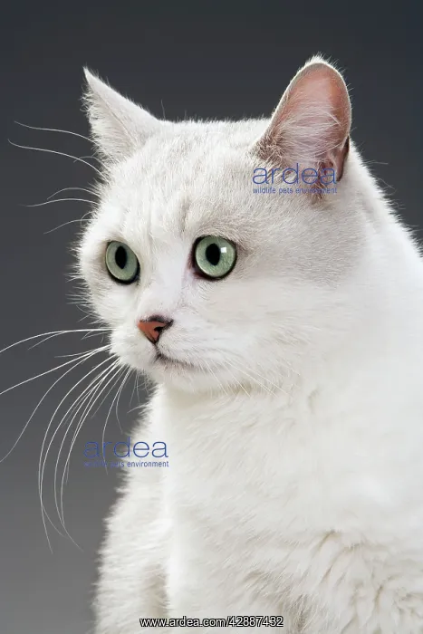  : White Cat