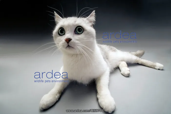  : White Cat