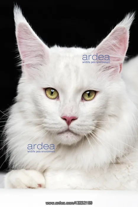 : White cat breed Maine Coon Cat. Domestic animal : White cat breed Maine Coon Cat. Domestic animal