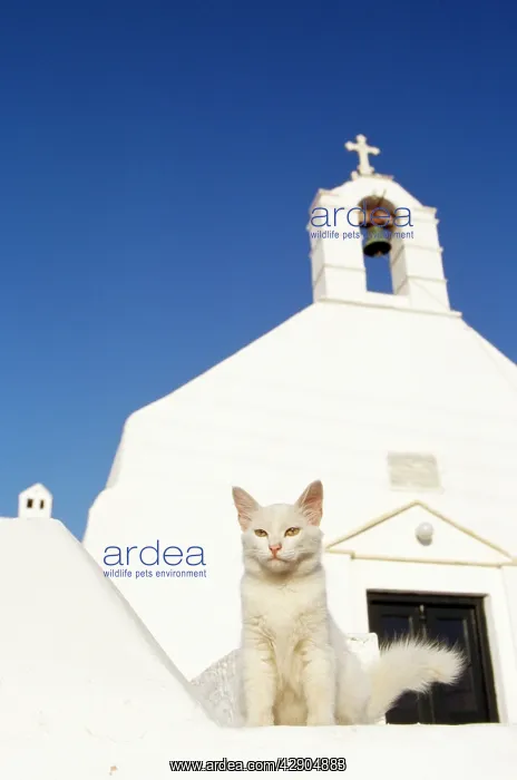 : White Cat - chapel in background : White Cat - chapel in background