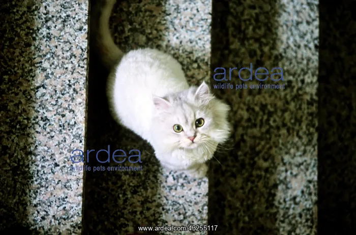 : White cat, gazing, on stairs, Taiwan, Asia : White cat, gazing, on stairs, Taiwan, Asia