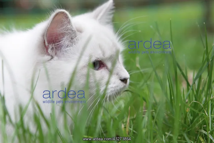 : White cat in the grass : White cat in the grass