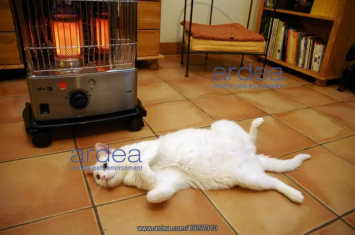 : White Cat lolling near a heater France : White Cat lolling near a heater France