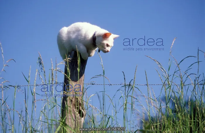  : White CAT - perched on post watching for mice