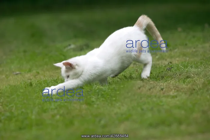  : White Cat - pouncing