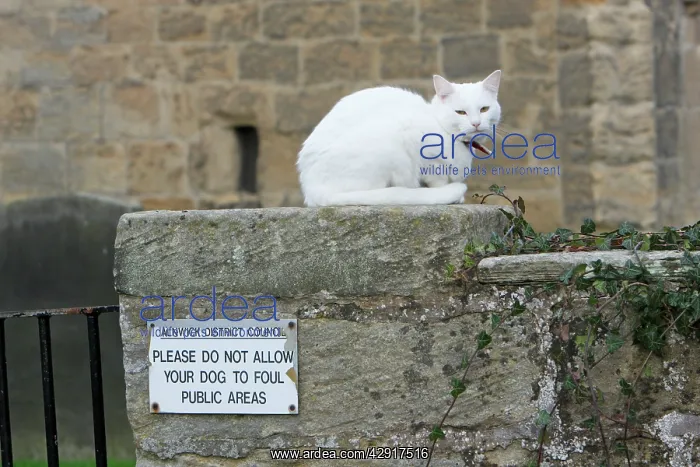 : White Cat - sitting on churchyard wall : White Cat - sitting on churchyard wall