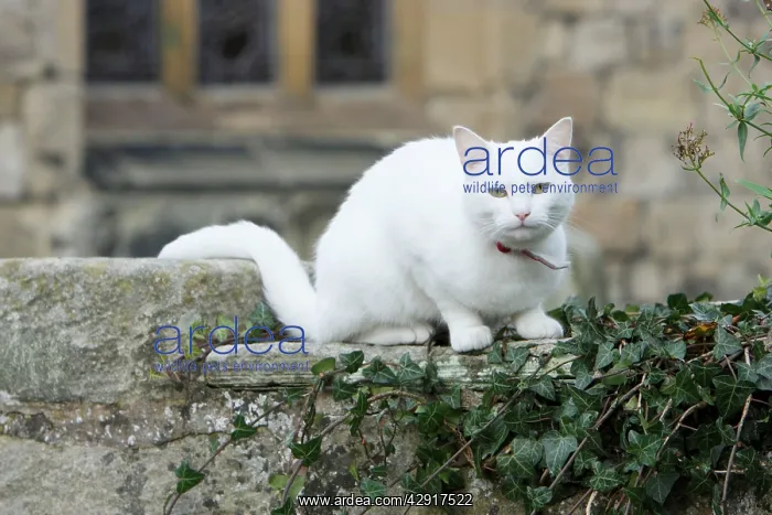 : White Cat - sitting on churchyard wall : White Cat - sitting on churchyard wall